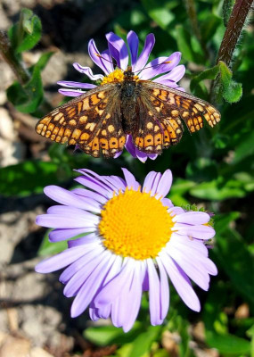 20230609_195341 Euphydryas aurinia.jpg