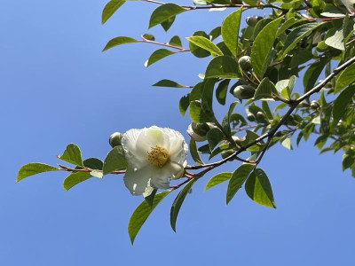 Stewartia pseudocamellia Blüte 2023.jpg