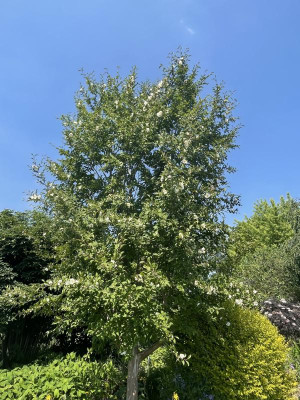 Stewartia pseudocamellia habitus 2023.jpg