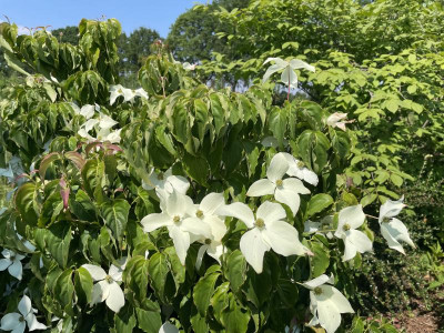 Cornus kousa Sämling Girard Nana 2023.jpg