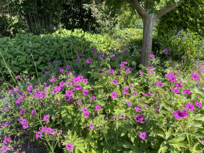 Geranium psilostemon Blüte 2023.jpg
