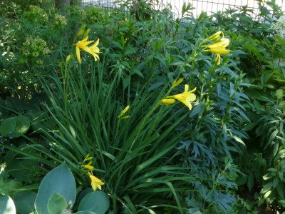 Hemerocallis liliasphodelus alter Typ 2.JPG