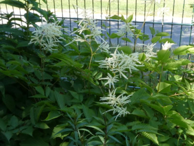 Aruncus Waldmeisterin.JPG