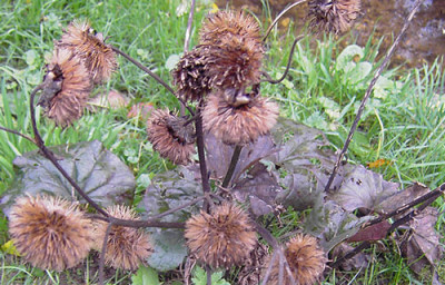 Ligularia_Herbst_2-k.jpg
