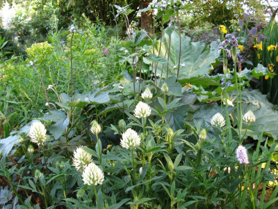 Trifolium ochroleucum.JPG