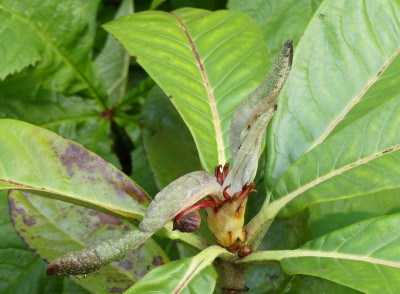 2023-06-10 Rhododendron sinogrande 1.jpg