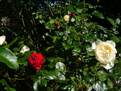 Schneeweißchen und Rosenrot.JPG