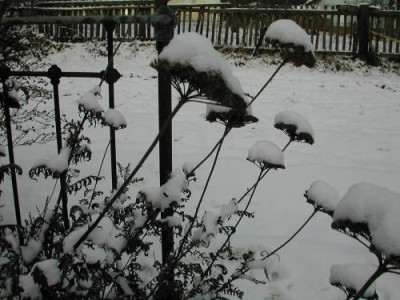 Achillea_Schnee.jpg