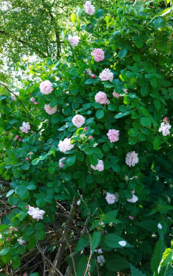 20230611_105610 Geschwinds Nordlandrose .jpg