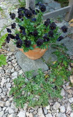 20230611_113812 Eryngium giganteum Silver Ghost.jpg