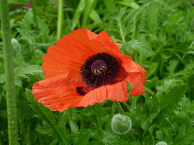 Papaver orientale aus dem Zebef-Garten.JPG