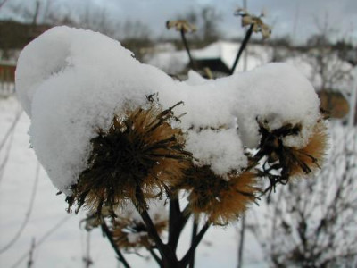 Ligularia_Schnee.jpg