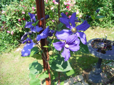 08_06_blaueClematis.jpg