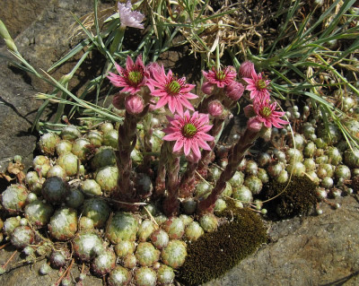 IMG_0102_Steingarten_11Juni2023_.JPG