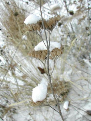 Caryopteris_Schnee.jpg