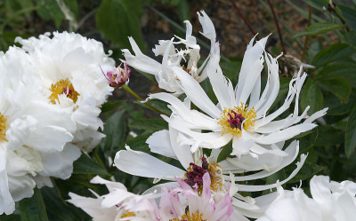 DSC_7670_DxO.jpg