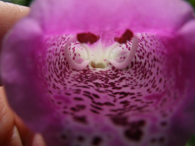 blueten_067.jpg