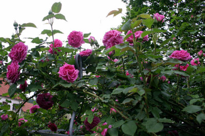 Rose_Mdme._Isaak_Pereire1108.jpg