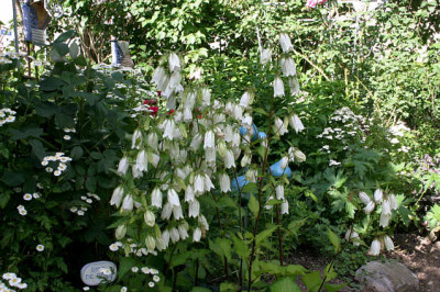 Glockenblume0107.jpg