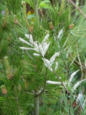 2023-06-11 Tamarix 'Hulsdonk White'.jpg