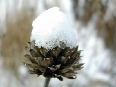 Cephalaria_Schnee.jpg