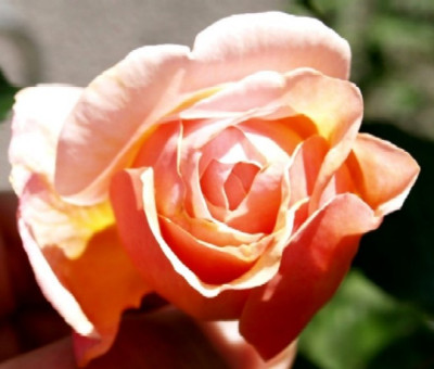 P6090845_Rosa_A_Shropshire_Lad_Austin_Rose.jpg