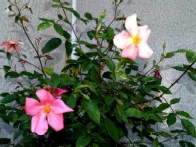 P6090842_mutabilis.jpg