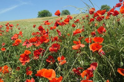 Mohn3.jpg