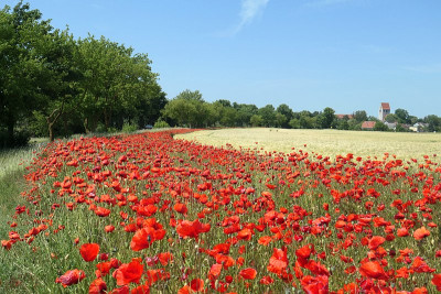 Mohn1.jpg