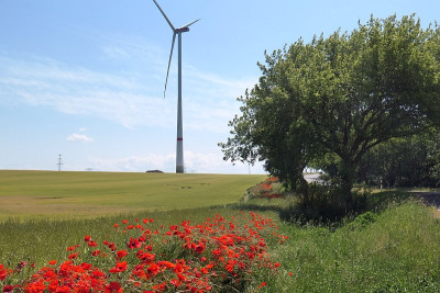Mohn4.jpg