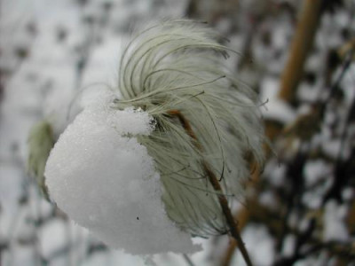 Clematis_Schnee.jpg