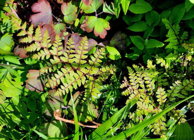 Athyrium otophorum.jpg