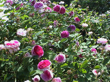 Kopie_von_Karben_2008_027.jpg