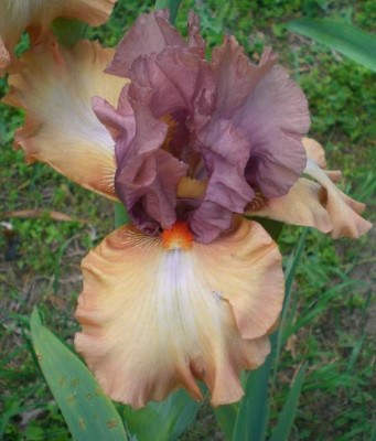 Color Fusion.JPG