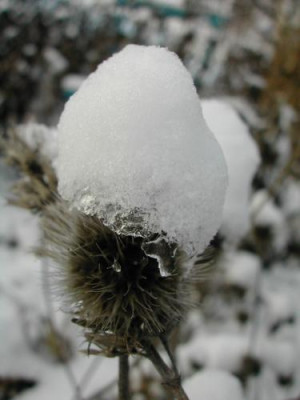 Gaillardia_Schnee.jpg