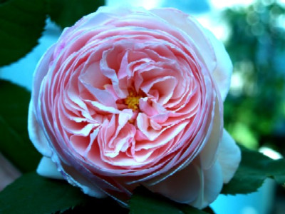 Rosa_A_Shropshire_Lad_Austin_Rose.jpg