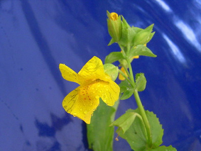 Gauklerblume_2.JPG