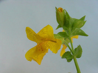 Mimulus_lutea.JPG
