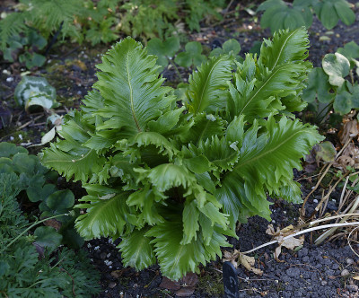 DSC_7655_DxO.jpg