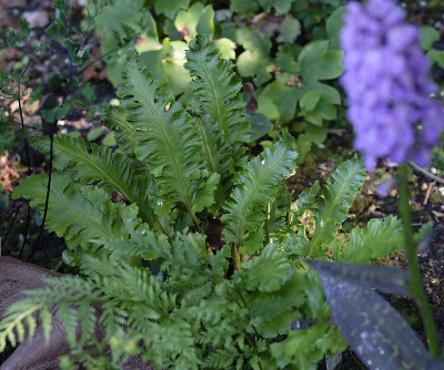 DSC_7656_DxO.jpg