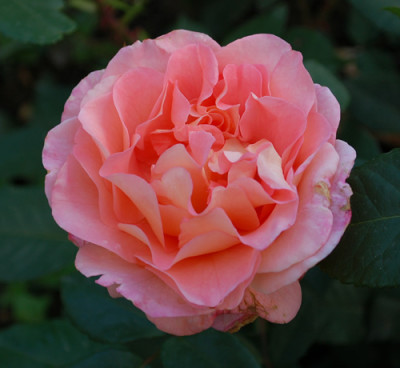 Fragezeichen_0010__N_26967.jpg
