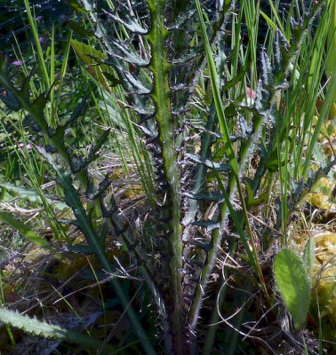 Cirsium palustre 23a.jpg