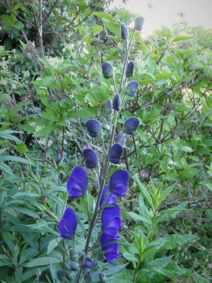Aconitum napellus Pöppel.JPG