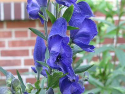 A napellus Blüte.JPG