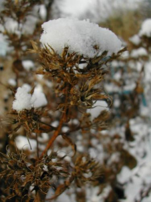 Phlox_Schnee.jpg