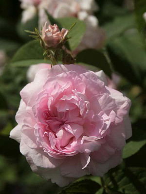 Chloris.jpg