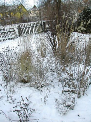 Stauden_Schnee.jpg