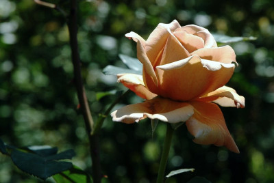 Rosa_Cafe_1_09-06-2008.jpg