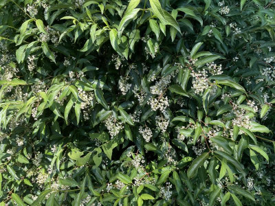 Viburnum hillieri Winton Juni 2023.jpg