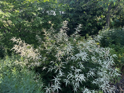 Aruncus Johannifest Juni 2023.jpg